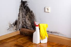 Mold Odor Removal Services in Oran, MO